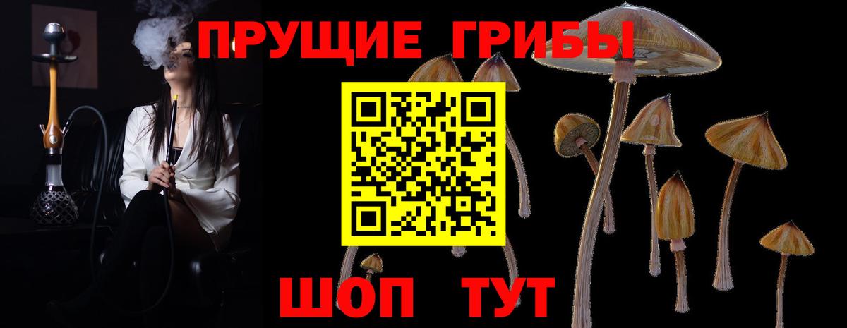 купить   Вход с VPN  Тайшет  Галлюциногенные грибы MAGIC MUSHROOMS 